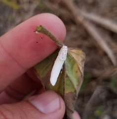 Crypticerya genistae