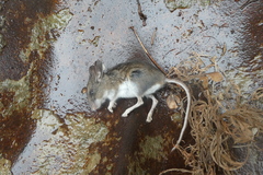 Peromyscus keeni