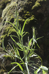Tragopogon turkestanicus