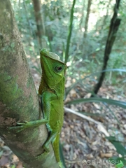 Lyriocephalus scutatus