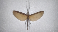 Pseudophasma unicolor