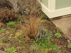 Carex buchananii