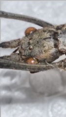 Pseudophasma unicolor