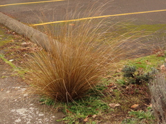 Carex buchananii