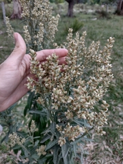 Pterocaulon balansae