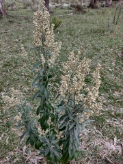 Pterocaulon balansae