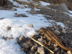 Sceloporus bicanthalis