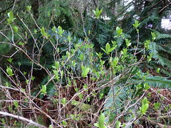 Lonicera involucrata
