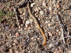 Geophilus regnans