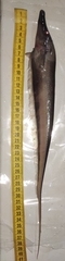 Sternopygidae