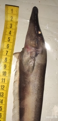 Sternopygidae