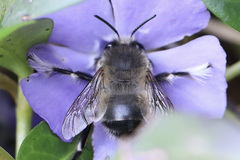 Anthophora pacifica