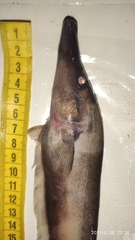 Sternopygidae