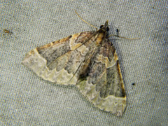 Eulithis flavibrunneata