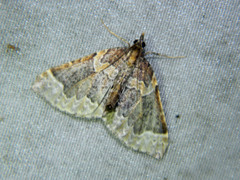 Eulithis flavibrunneata