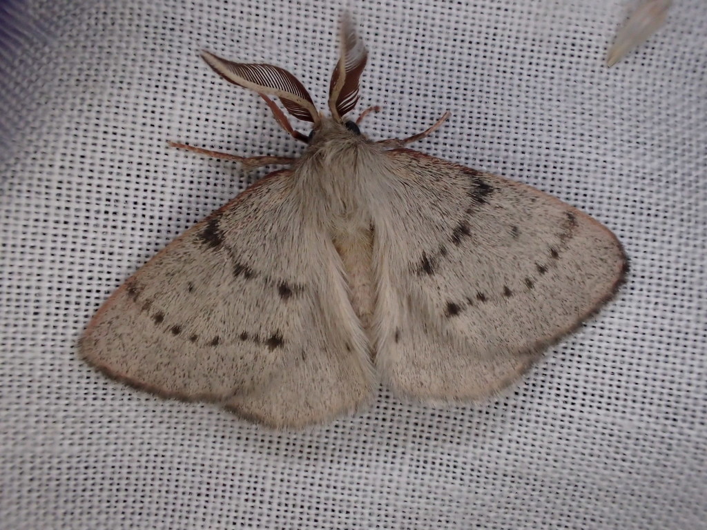 Anthela achromata