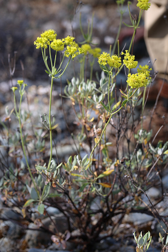 Eriogonum umbellatum var. speciosum
