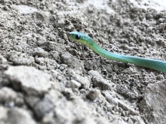 Philothamnus hoplogaster