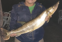 Boulengerella cuvieri