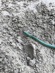 Philothamnus hoplogaster