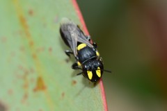 Hylaeus honestus