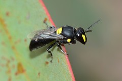 Hylaeus honestus