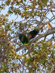 Amazona oratrix