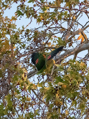 Amazona oratrix