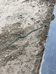 Philothamnus hoplogaster