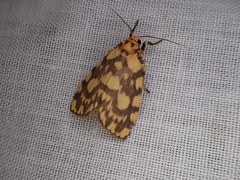 Miltochrista quadrilineata