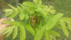 Pterocarya stenoptera