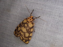 Miltochrista quadrilineata