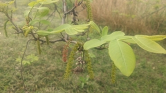 Pterocarya stenoptera