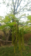 Pterocarya stenoptera