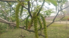 Pterocarya stenoptera