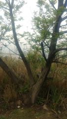Pterocarya stenoptera