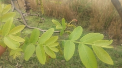 Pterocarya stenoptera