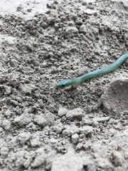 Philothamnus hoplogaster