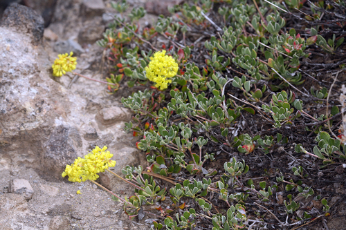 Eriogonum umbellatum var. torreyanum