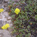 Donner Pass Buckwheat - Photo (c) Steve Matson, some rights reserved (CC BY), uploaded by Steve Matson