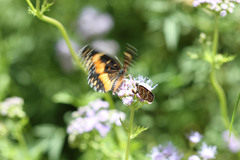 Texola elada ulrica