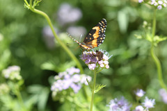 Texola elada ulrica