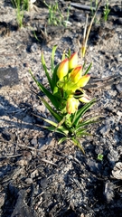 Ceratandra grandiflora