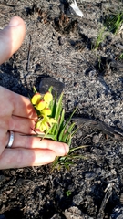 Ceratandra grandiflora