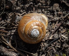 Allogona ptychophora