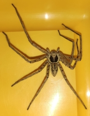 Heteropoda venatoria