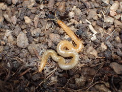 Geophilus regnans