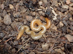 Geophilus regnans