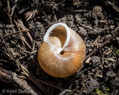 Allogona ptychophora