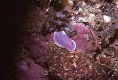 Goniobranchus thompsoni